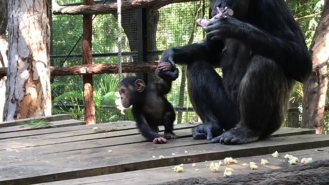 New Photos Of Baby Chimp Capri Rockhampton Zoo Daily Telegraph