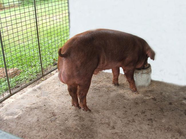 One of four photos on the Premier Pig Genetics web site that show clean, healthy pigs in spacious pens. Picture: premierpig.com.au