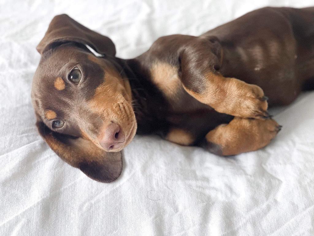 Small but full of personality, Miniature Dachshunds are the sixth most popular dog breed. They are loved for their playful and loyal temperament and fit well in smaller homes and busy lifestyles. Picture: Supplied