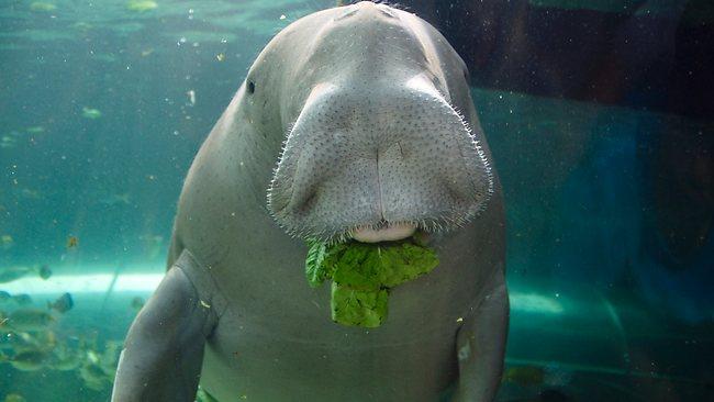 Dugong