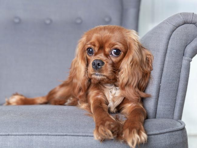 Cavalier King Charles spaniel needs less exercise compared to a border collie. Picture: iStock