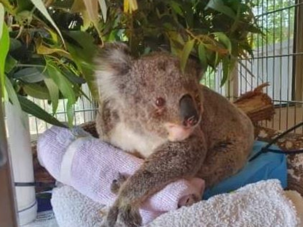 Rescuers fear up to 1000 koalas could have been wiped out in fires across the country in recent weeks. Picture: The Rescue Collective via Facebook