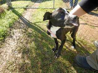 The five-month-old border collies health has improved since being taken into care by the Clarence Valley Councils pound staff.