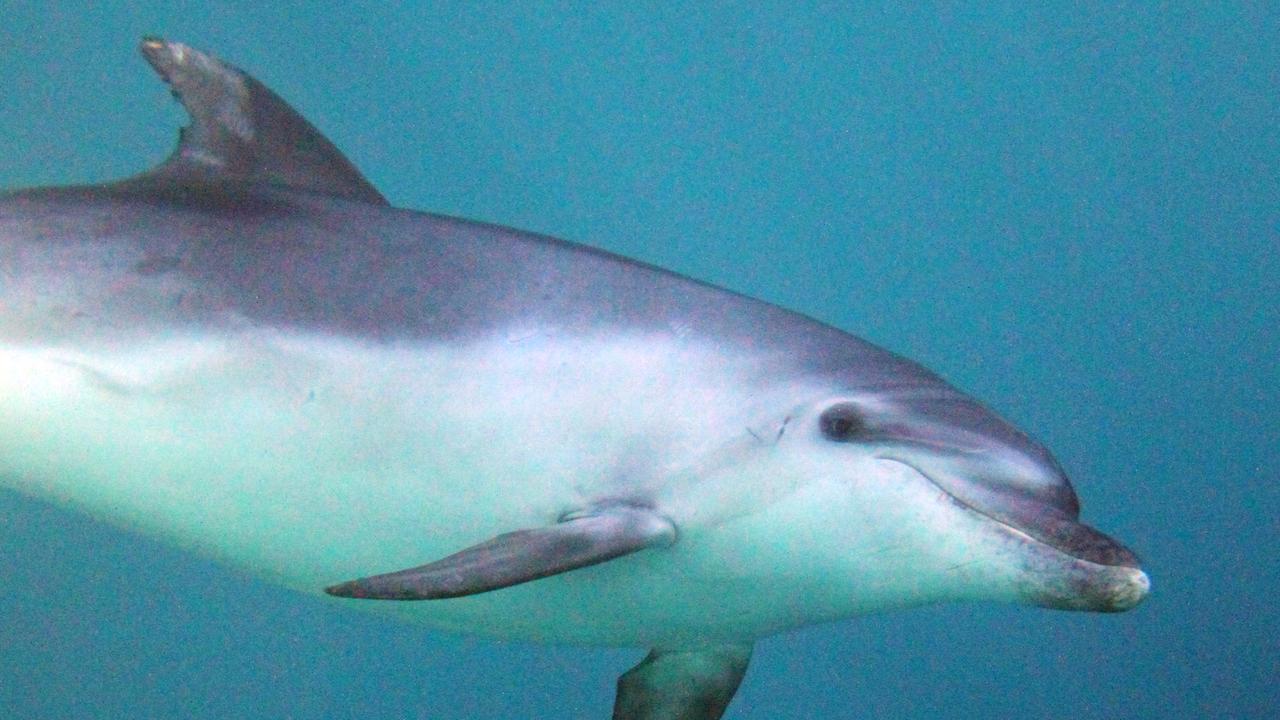 Reports of dolphin carcass dragged through street of Hastings Point ...