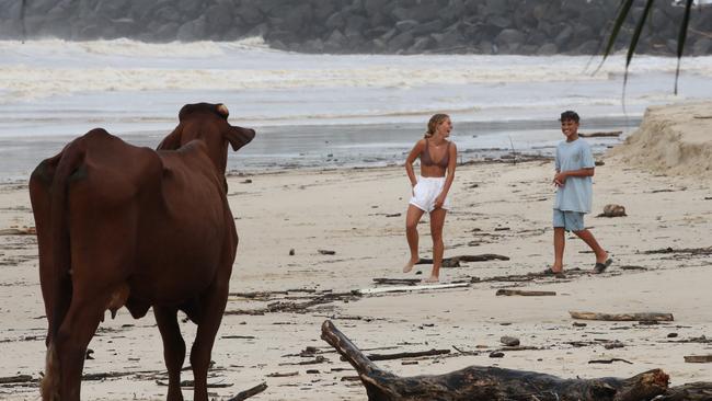 This lucky cow surfed into the sand after being washed out the Tweed Rivermouth. Picture: Glenn Hampson