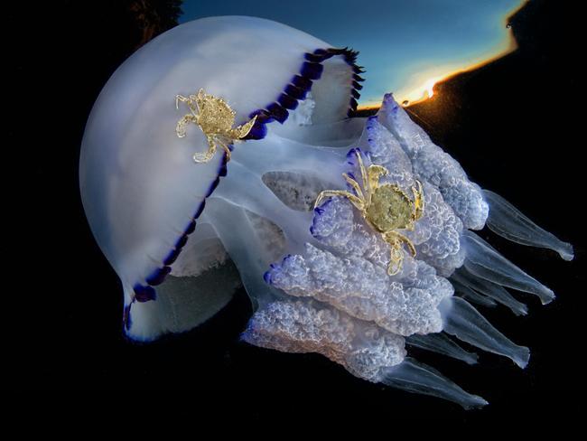Highly commended category 4... Behaviour. Views at dawn. Over the past few months, my photographic work has focused primarily on the large presence of species of jellyfish Rhizostoma pulmo, in the Gulf of Naples. In this picture a couple of crabs, Liocarcinus vernalis species, are its tenants. When the jellyfish rub the sandy seabed, the crabs jump on it and get carried to different areas. Picture: Pasquale Vassallo/Italy/UPY 2017