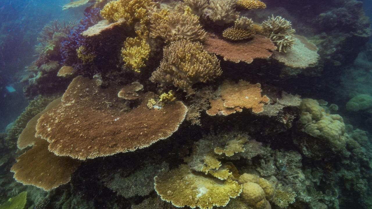 Corals bouncing back from bleaching are “genetic gold” for the Great ...