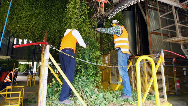 Bushy Park farm workers stripping hops from the plants.