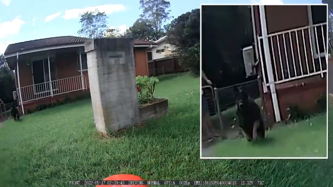 Dog rushes postal worker