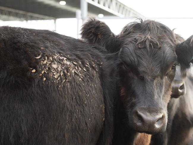 LIVESTOCK: Ballarat Saleyards cattle salesPICTURED: Ballarat Saleyards cattle sales. Angus cattle. Generic cattle sales. Stock Photo.Picture: Zoe Phillips