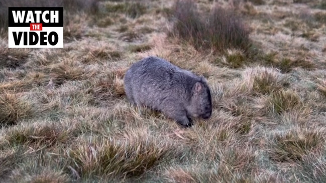 Saving a wildlife favourite from wombat hell