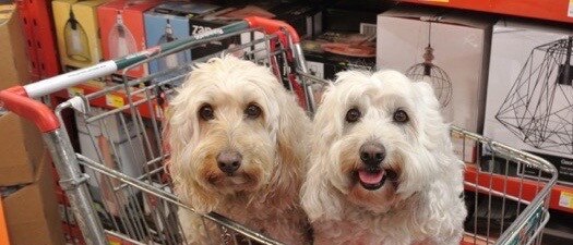 Spoodles Murphy (left) and Zoe shopping at Bunnings.