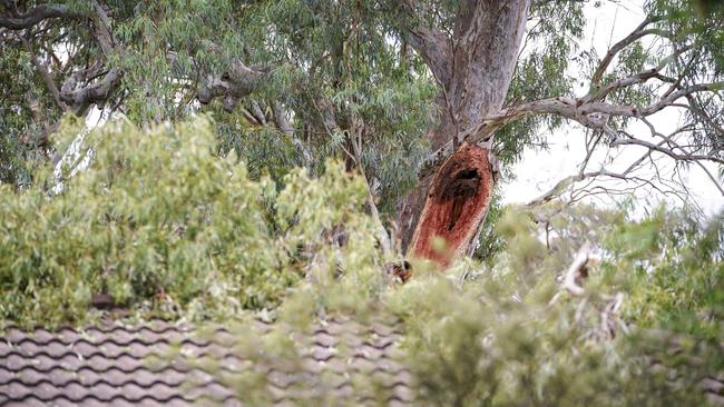 The tree branch fell onto a pergola which crushed Wayne Couch while entertaining guests at his home. Picture: Mike Burton