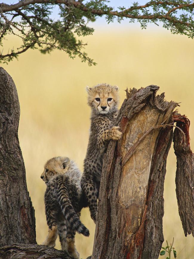 Robert L Keyser III’s image of two cheetah cubs attempting to climb a tree. Picture: Robert L Keyser III