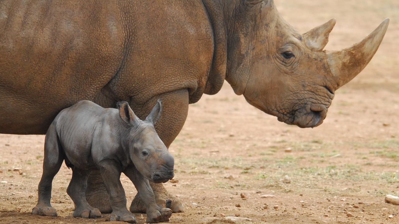 Monarto Zoo: Imani the new baby rhino born | news.com.au — Australia’s ...