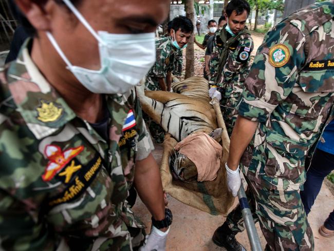 Tiger Temple Thailand: 40 dead cubs stuffed in freezer in temple west of  Bangkok