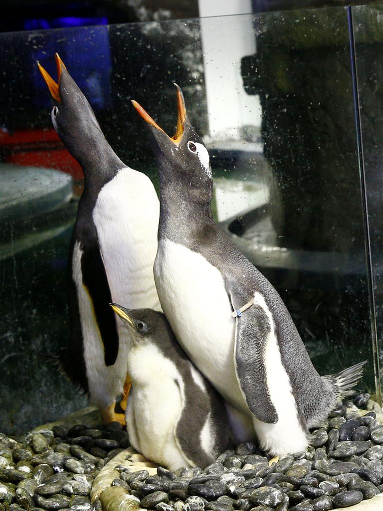 Same sex couple Gentoo Penguins Sphen and Magic with the chick they are fostering at Sea Life Sydney Aquarium. Picture: John Appleyard