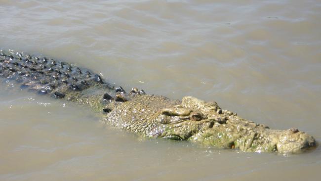 The croc known as ''Michael Jackson'' due to his unusual colouration. Picture: Alison Bevege