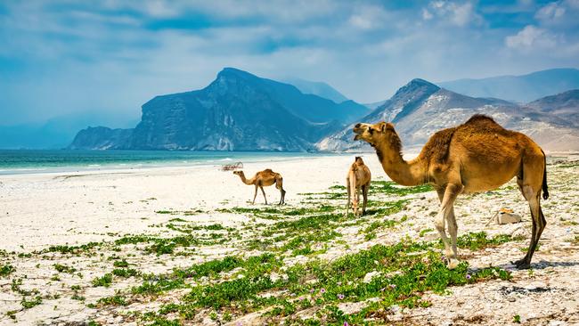 Wild camels on Mughsail Beach near Salalah.