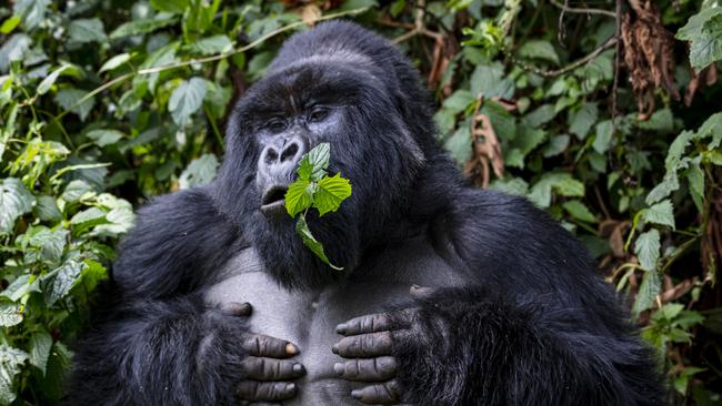 Mountain gorilla in Rwanda Volcanoes National Park. Gorillas for T+L