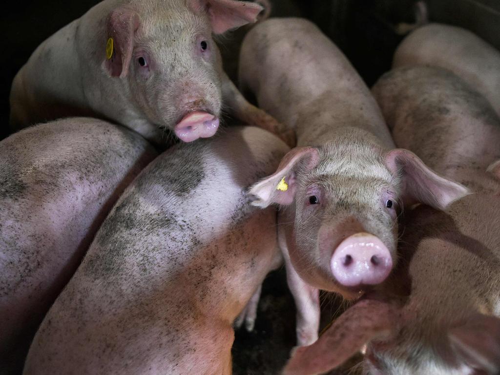 Timor-Leste and Papua New Guinea have suffered devastating impacts from African swine fever.