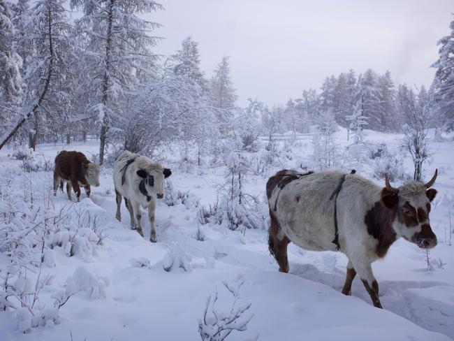 Cows walk back to their sheds after watering in the thermal spring Village of Oymyakon. Picture: Amos Chapple/REX/Shutterstock/Australscope