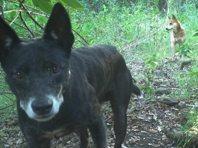 North Coast Local Land Services is starting a new program to gather detail about wild dogs.