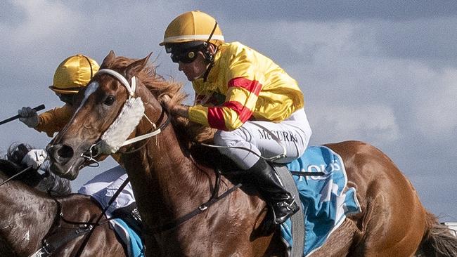 Matthew McGuren looks set for a good day at Inverell. Picture: Greg Irvine, Magic Millions.