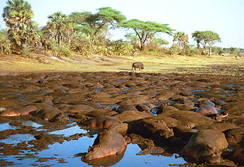 Making a splash ... hippos cool off in mud / Susan Kurosawa