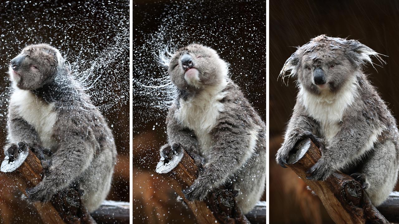 Obi Wun at Ballarat Wildlife Park does his very own spin cycle after a rain shower. Picture: David Caird