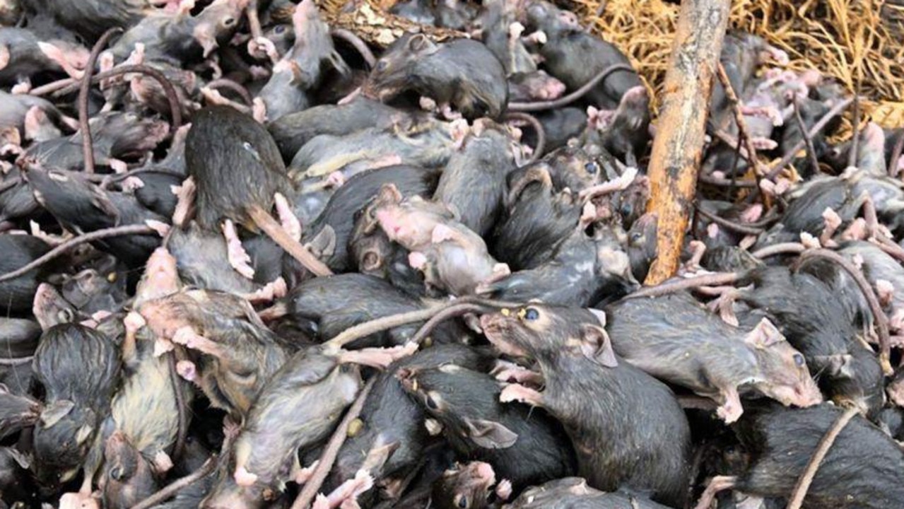 Several rural towns have been overrun by mice. Picture via ABC News.