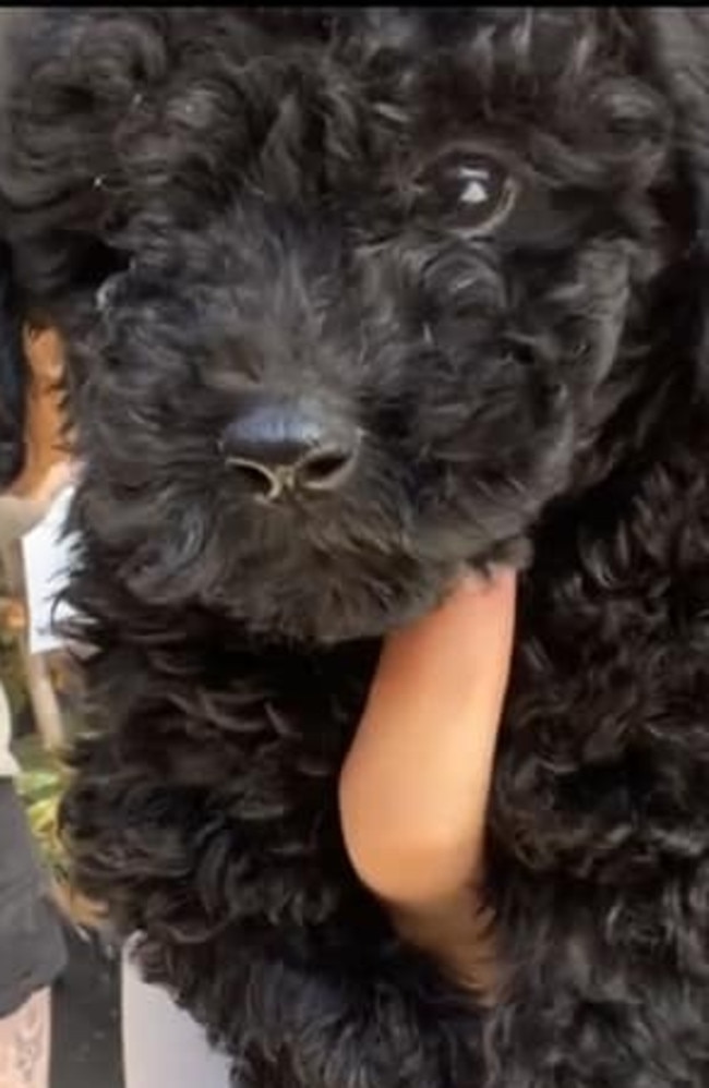 Jimmy the toy poodle was only nine weeks old when he was stolen. Picture: Waterford Feed and Pet Barn Facebook