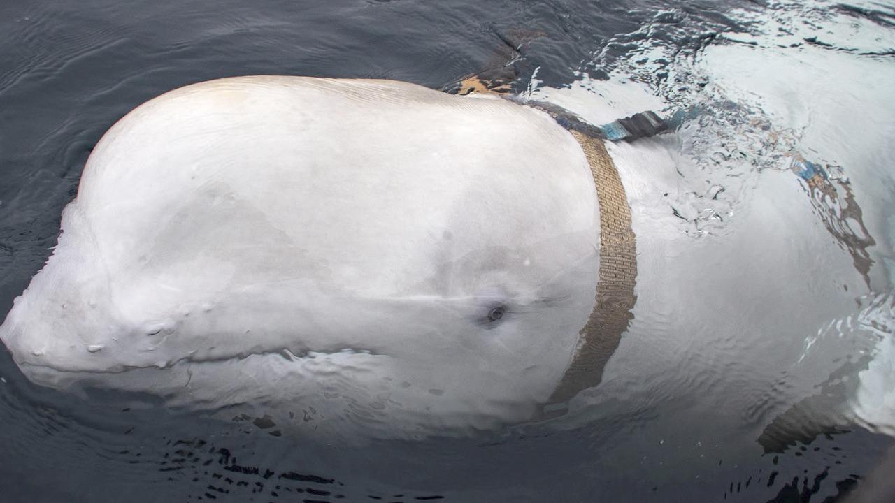 Mystery as Russian ‘spy whale’ found dead