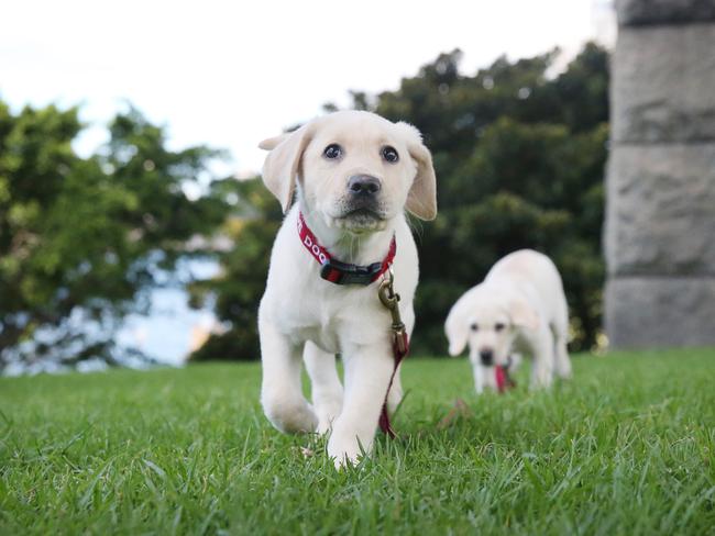 Guide Dog Puppies Katie and Kasey who will one day grow up to help others in a range of roles, just like China. Picture: Richard Dobson