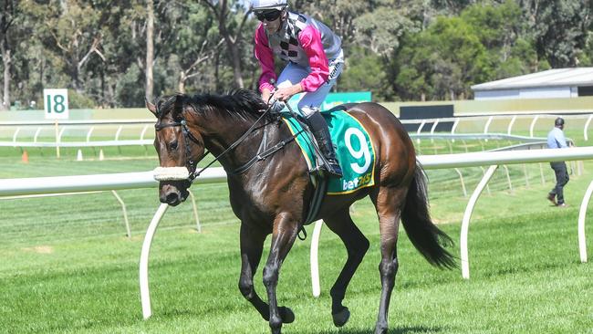 Locally-trained mare Secret Sheema is capable of producing a minor upset when she steps up to 2000m at Wangaratta. Picture: Racing Photos via Getty Images