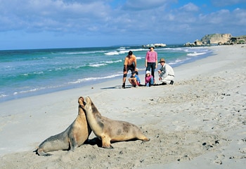 Seal Bay ... re-opened for the tourist business after bushfires ravaged Kangaroo Island / SATC