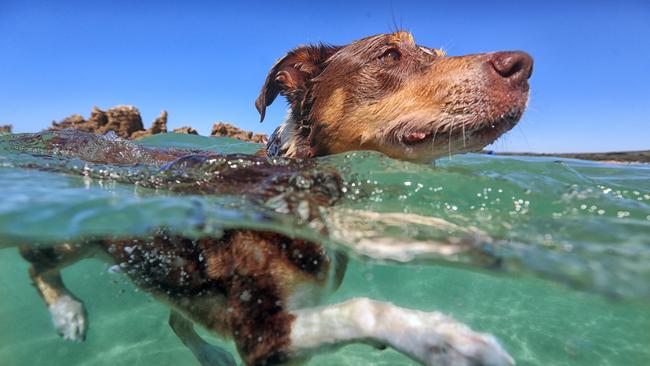 Taking a regional road trip with your dog will get tails wagging. Picture: Alex Coppel