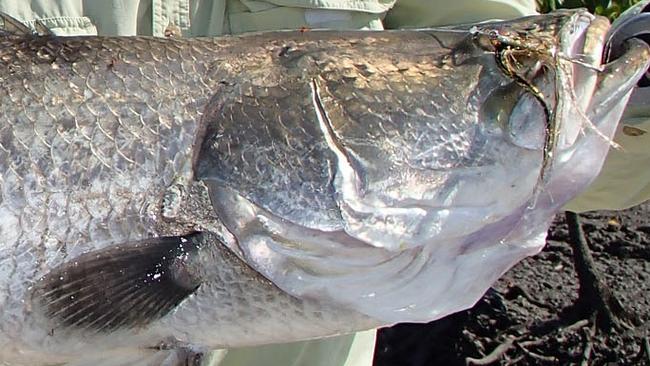 Chris Paris visited the Top End just to fly fish, and left with some memorable catches, including this hefty saltwater barra