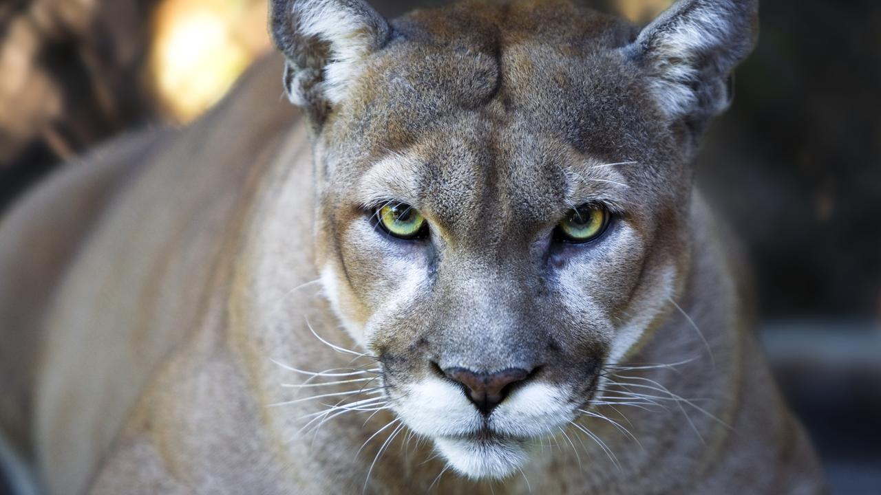 Mountain lions found feeding on human remains in Arizona shot dead