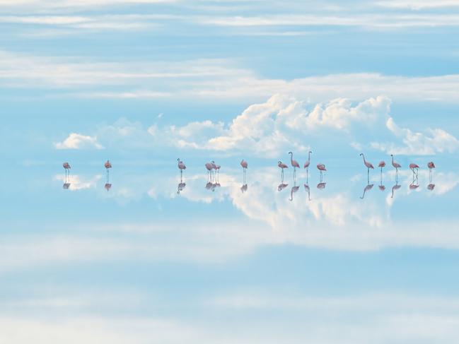 Heavenly flamingos by Junji Takasago, Japan Winner, Natural Artistry Junji Takasago powers through altitude sickness to produce a dream-like scene.