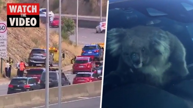 A koala crossing the South-Eastern Freeway helped cause a multi-car pileup and traffic delays (9 News)