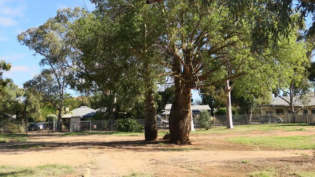 The boab trees on 94 Todd Street, Alice Springs. More than 100 apartments are planned for the site, with the original development application stating the boab tree will be retained. Picture: Gera Kazakov.