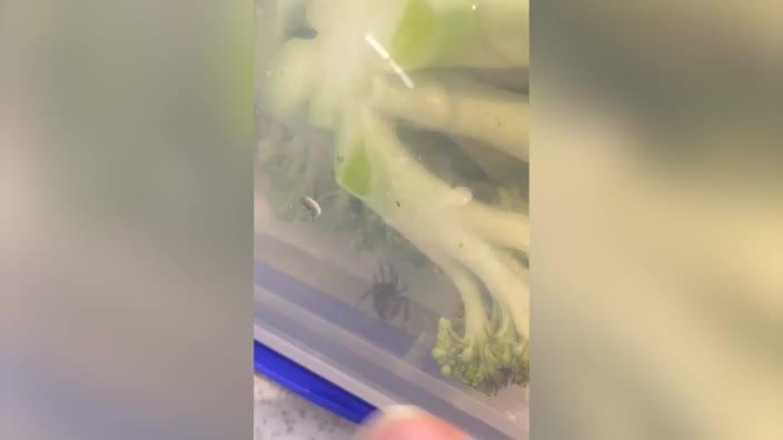 Redback found in broccoli