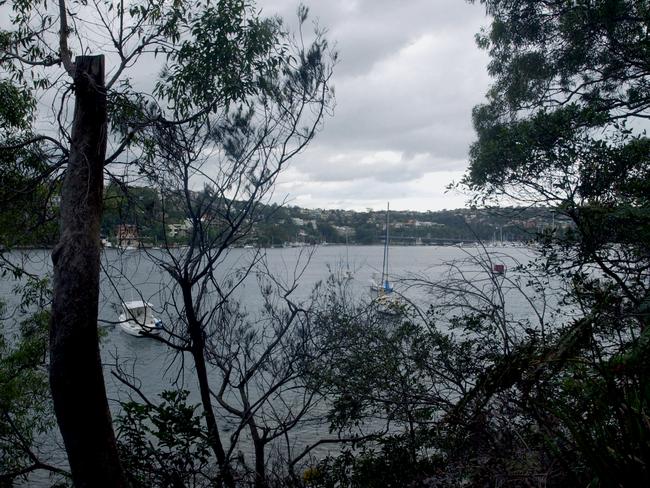 Tree poisoning is a longstanding problem in Mosman. A dead tree at Beauty Point photographed in 2004. Picture: Jim Trifyllis