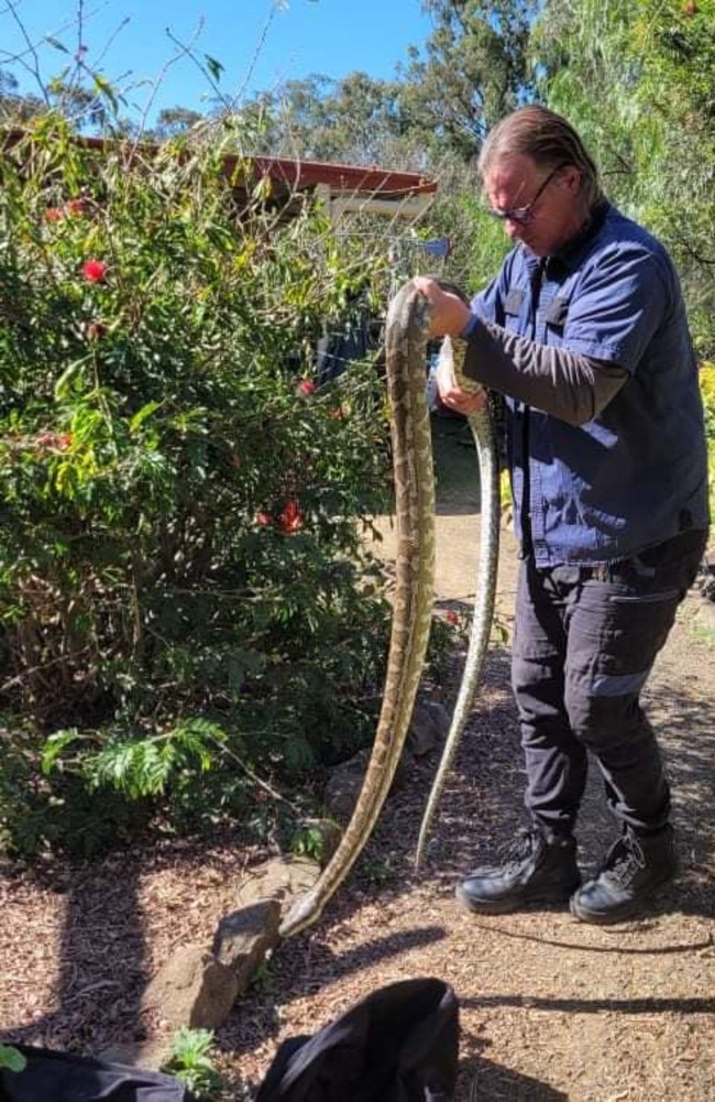 A 9 foot Coastal Carpet Python was relocated from Kooralbyn in the Scenic Rim. Photo – OzCapture snake relocation.