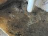 Authorities reveal public housing mould rates