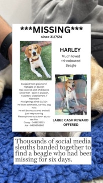 Cosi joins the search for Harley the missing beagle