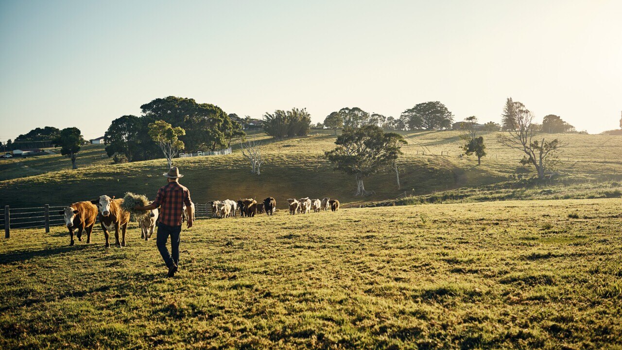 Bureau of Meteorology’s false advice has had ‘real consequences’ for Australian farmers