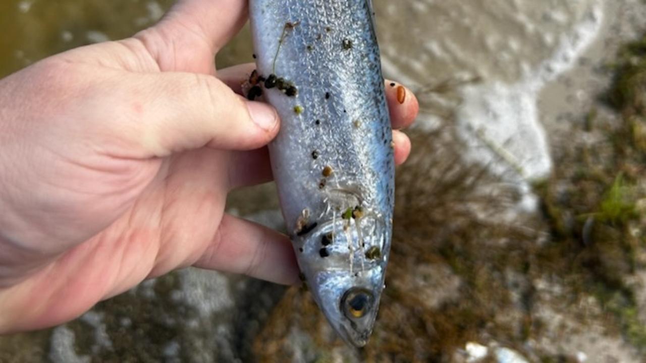 ‘Hundreds’ of fish killed as algae disaster hits the Coorong