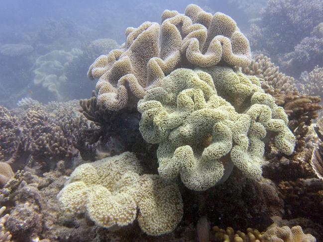 After years of climate-related damage to its vibrant corals, Australia’s vast Great Barrier Reef avoided being added to UNESCO's list of endangered World Heritage sites. Picture: William West/AFP